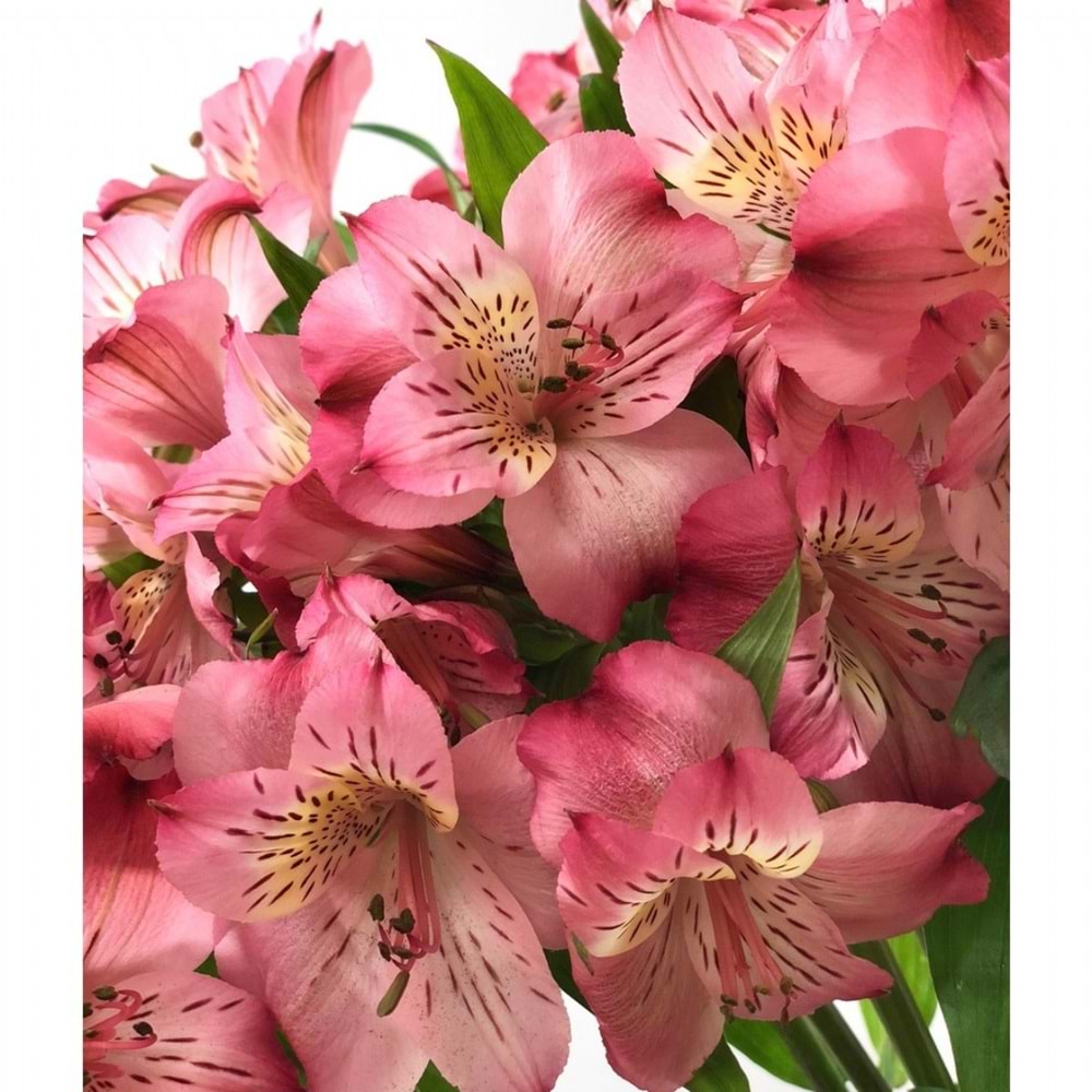 Pink Alstomeria