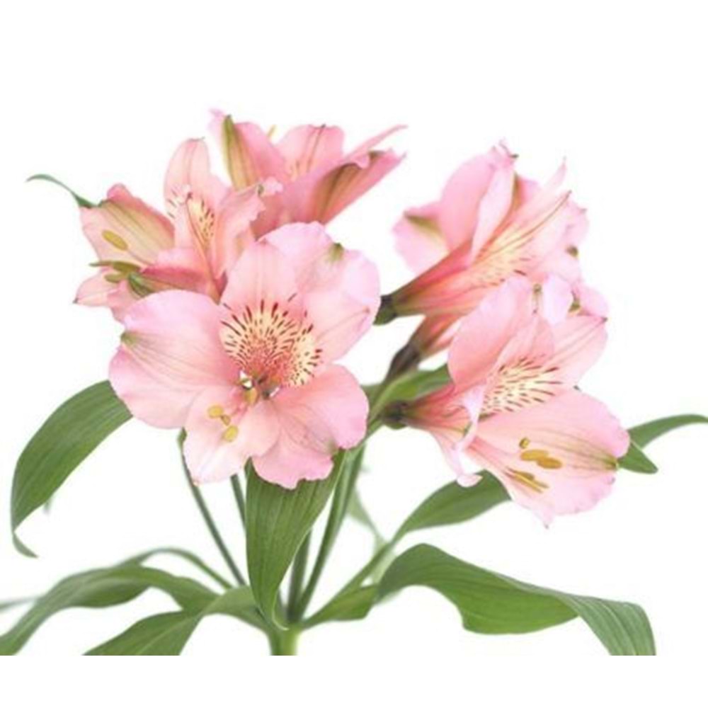 Pink Alstomeria