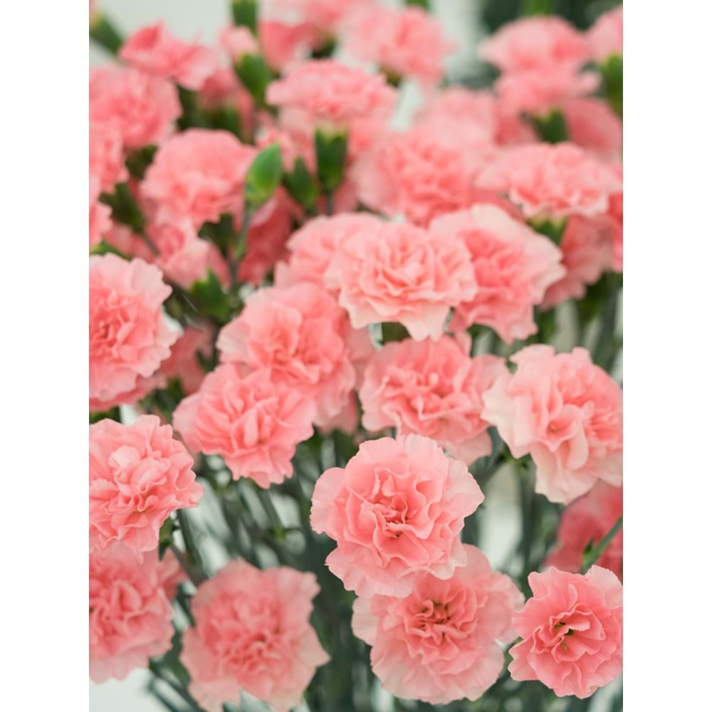 Salmon Carnations