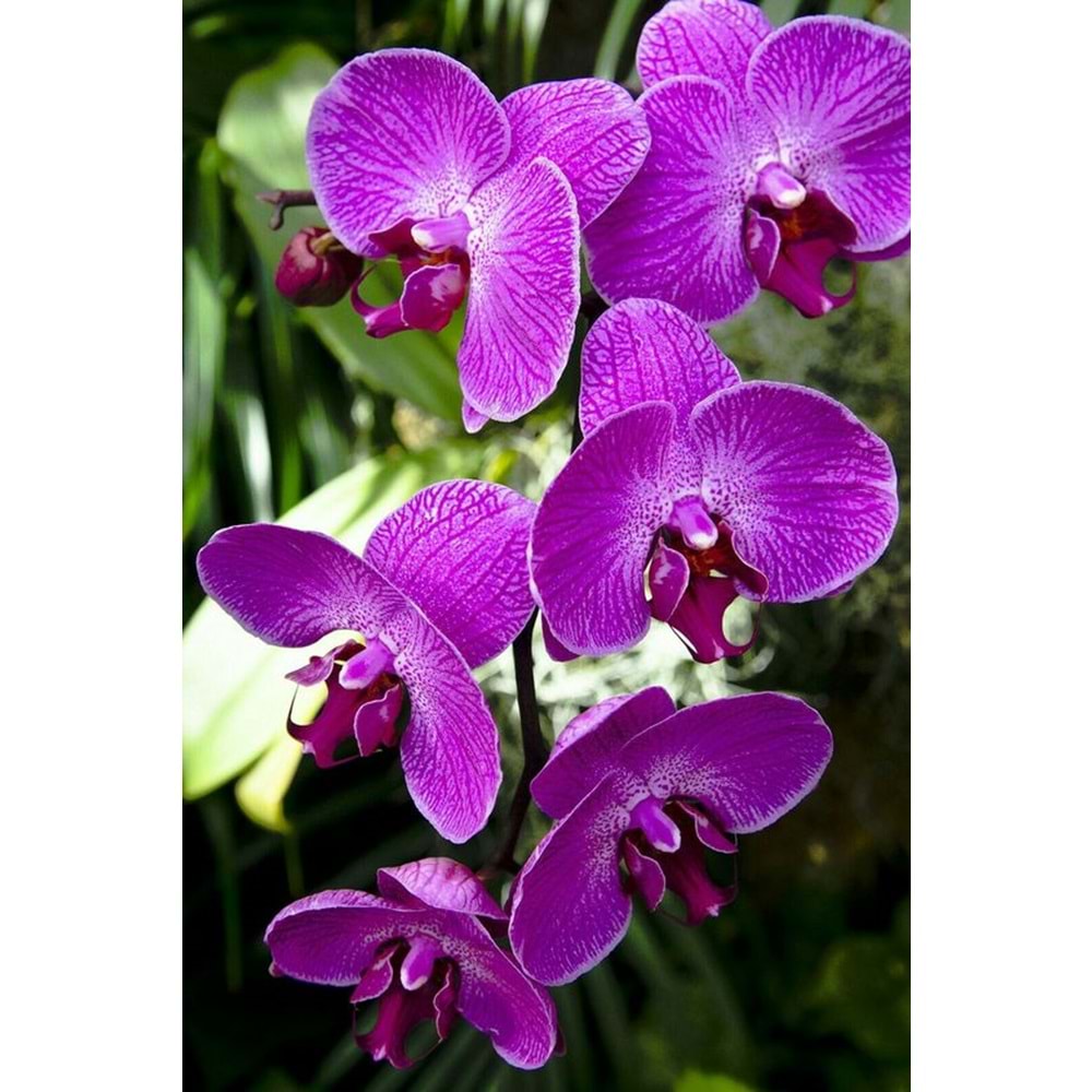 Purple Orchids