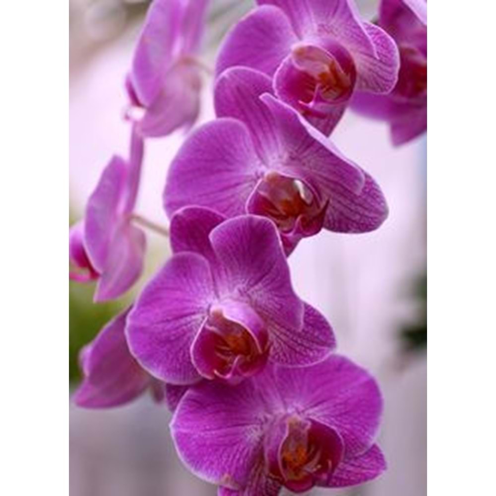 Purple Orchids