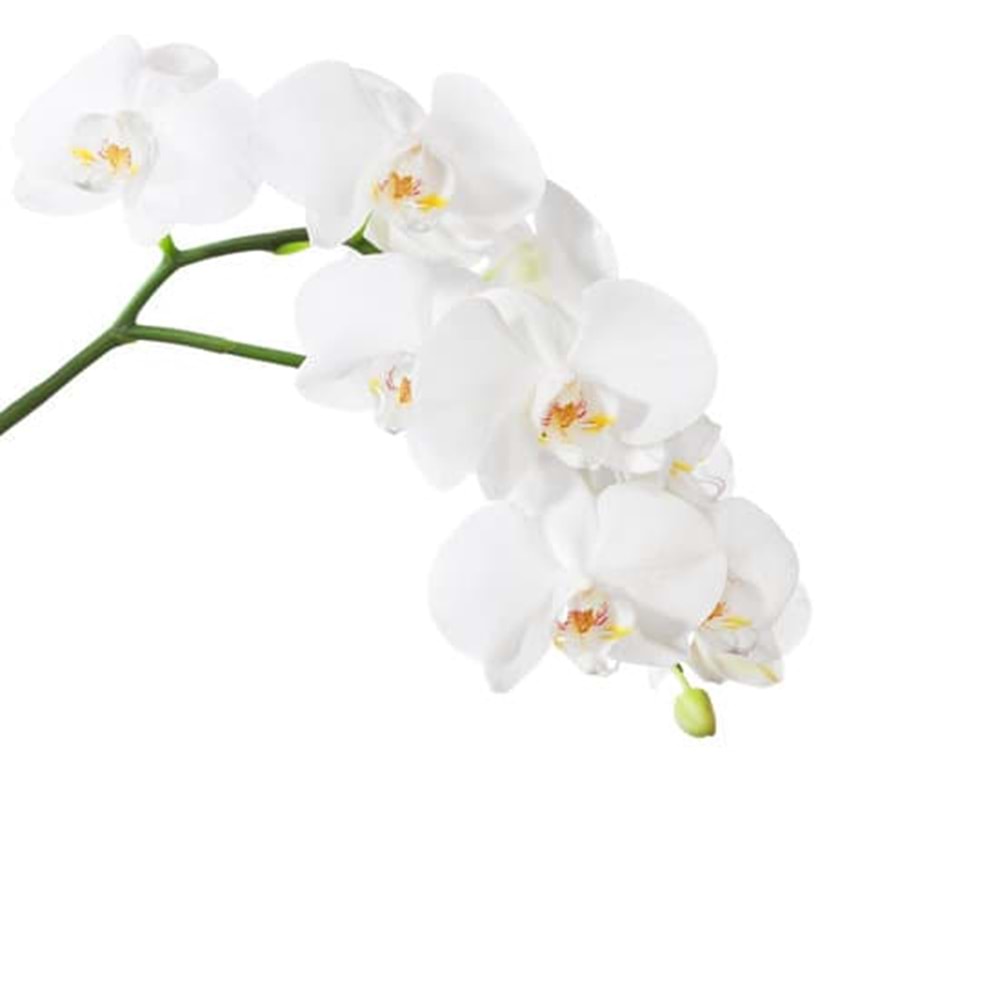 White Orchids