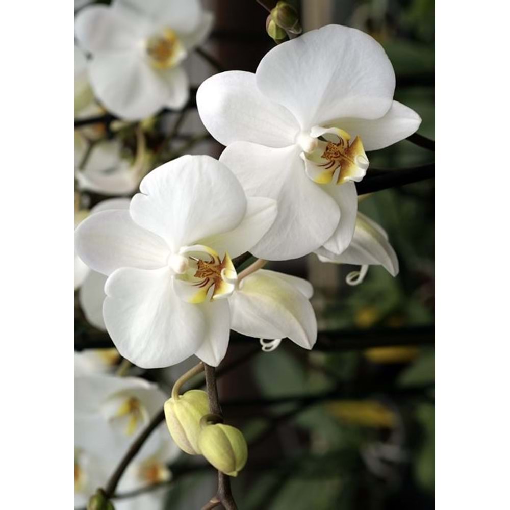 White Orchids
