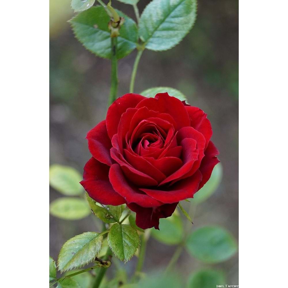 Red Roses