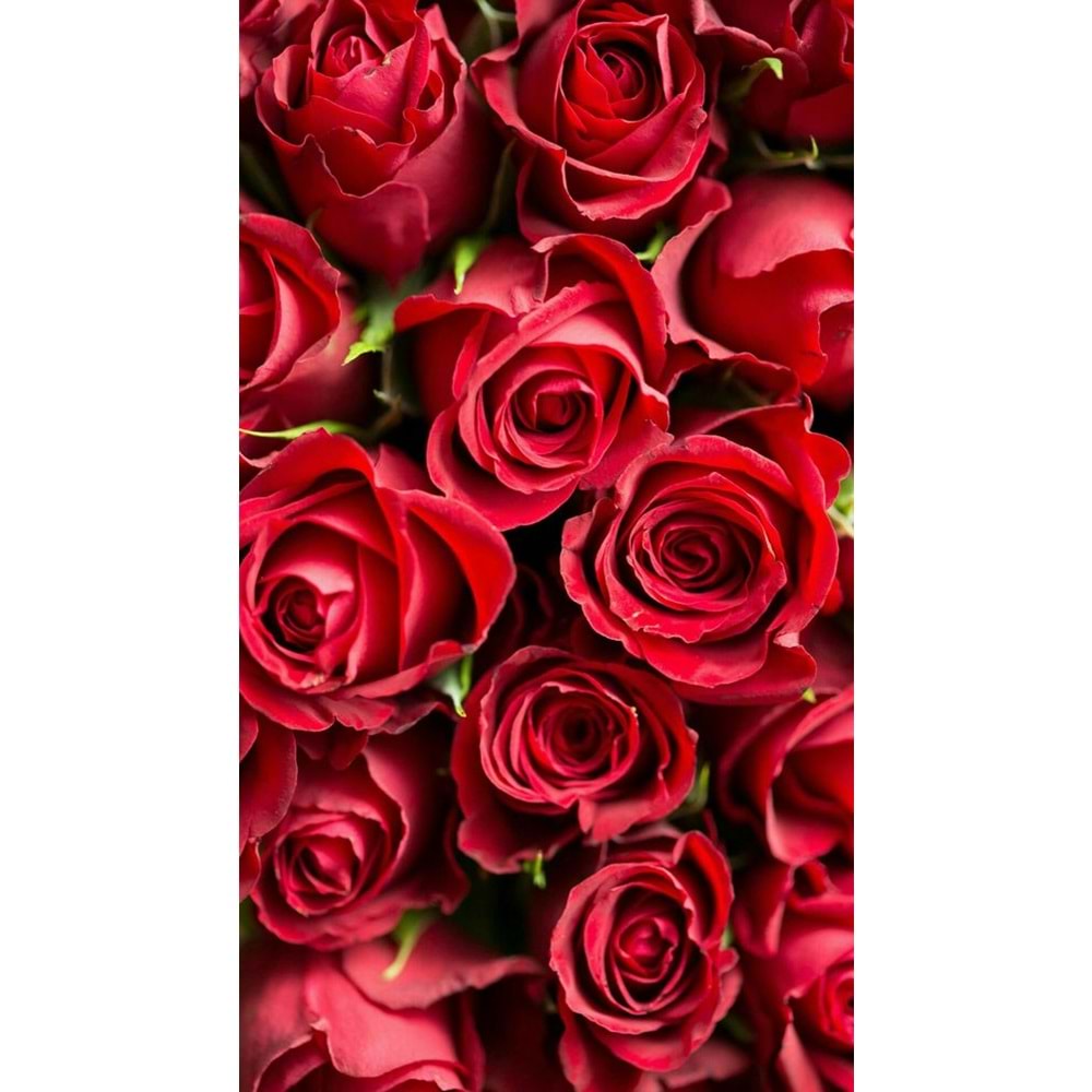 Red Roses