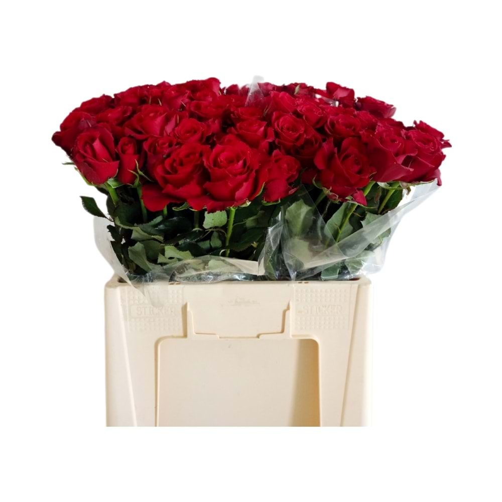 Red Roses