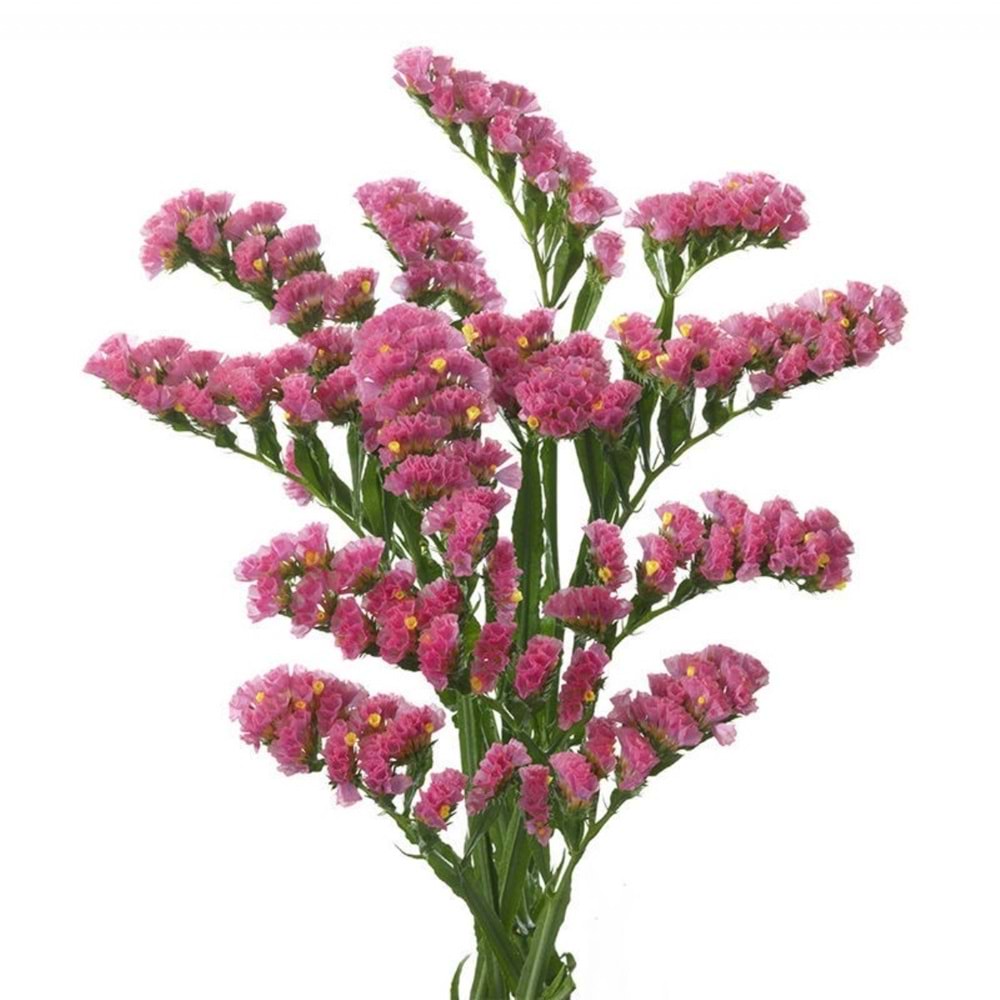 Pembe Statice