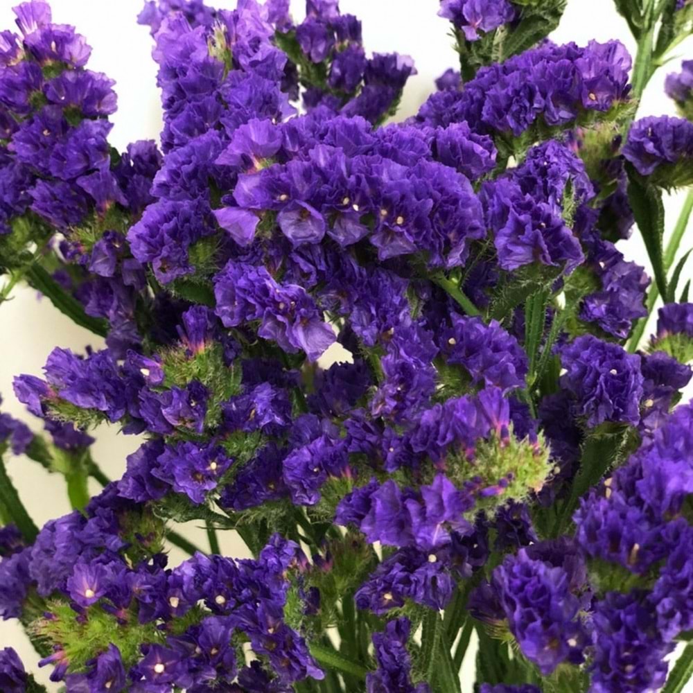 Purple Statice