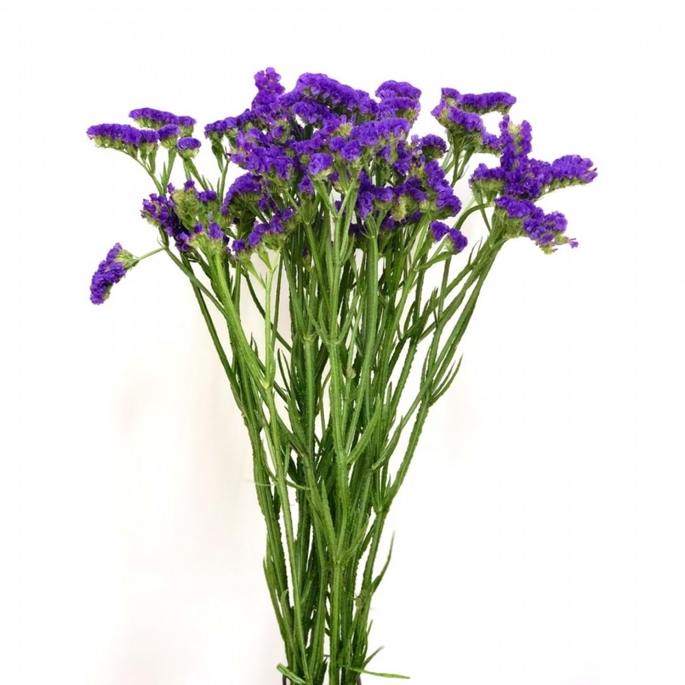 Purple Statice