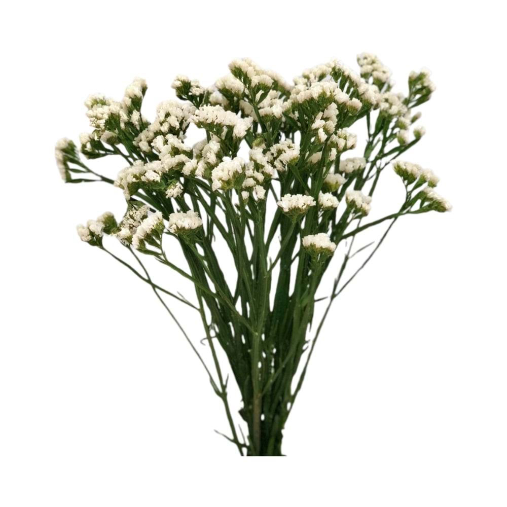 White Statice