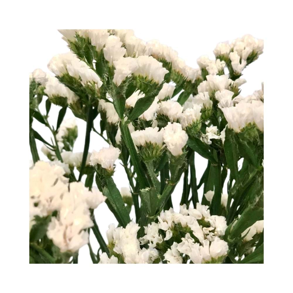 White Statice