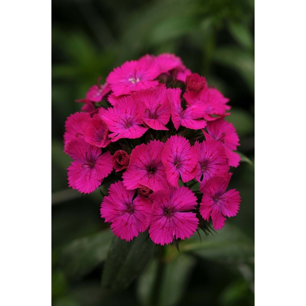 Fuschsia Sweet William