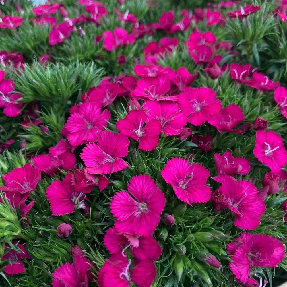Fuschsia Sweet William