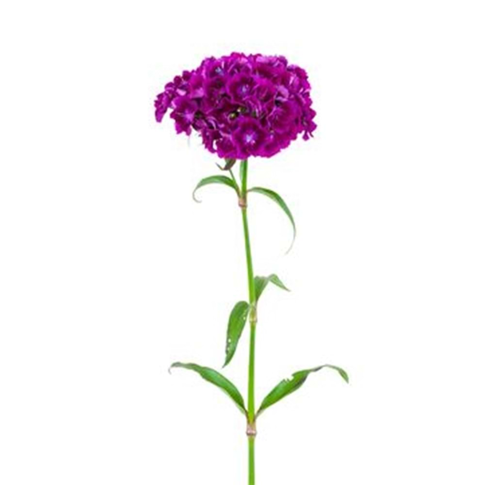 Purple Sweetwilliams