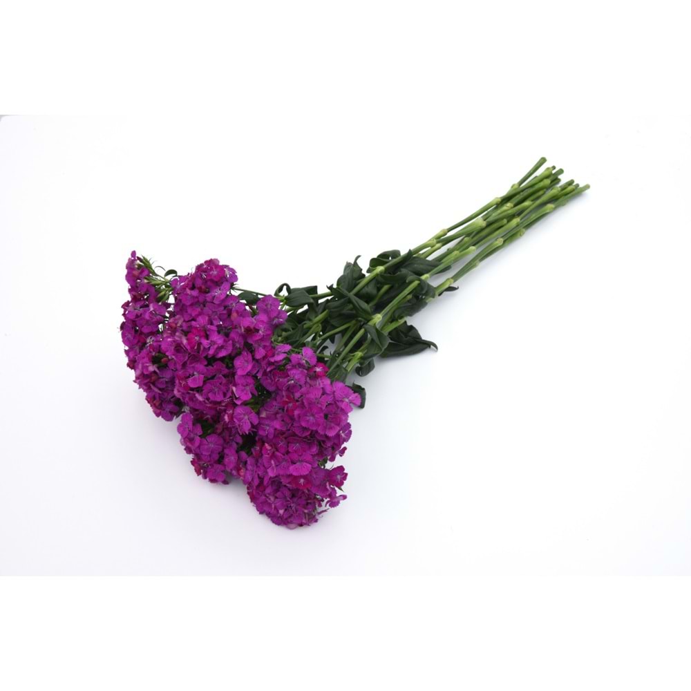 Purple Sweetwilliams
