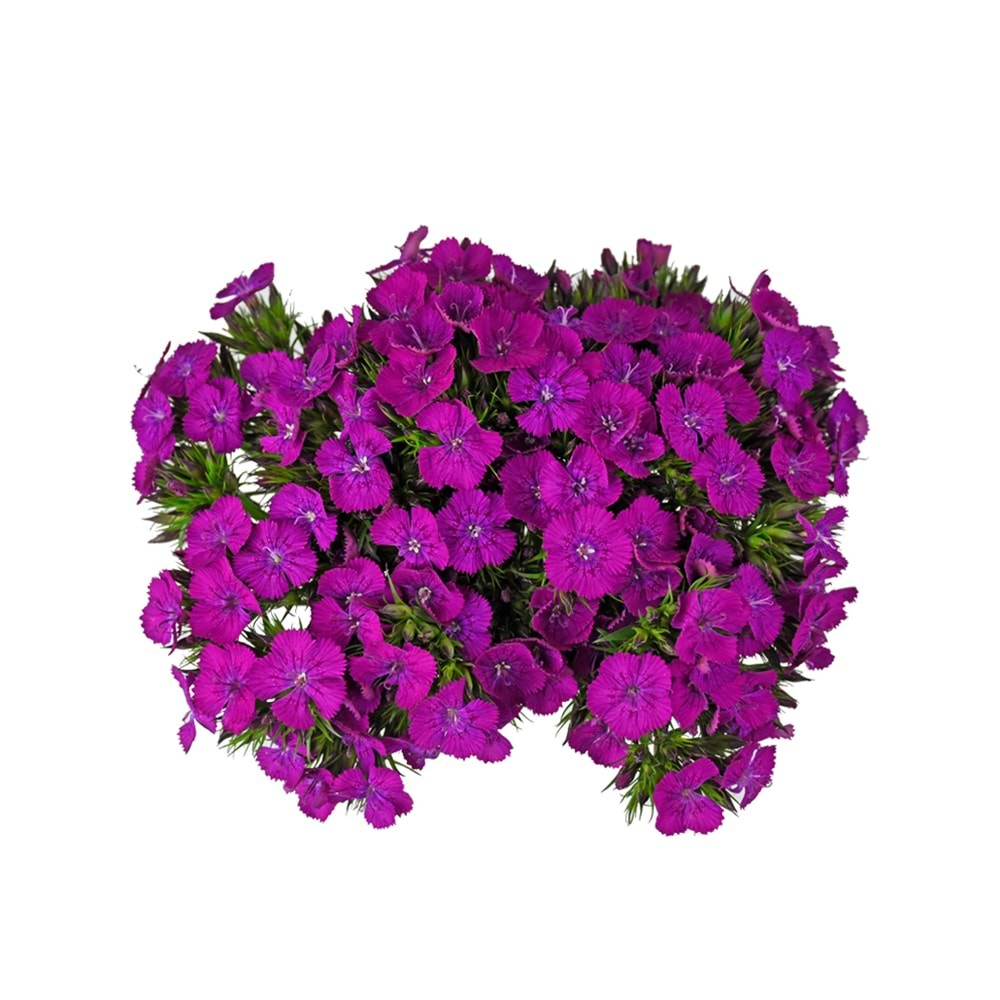 Purple Sweetwilliams