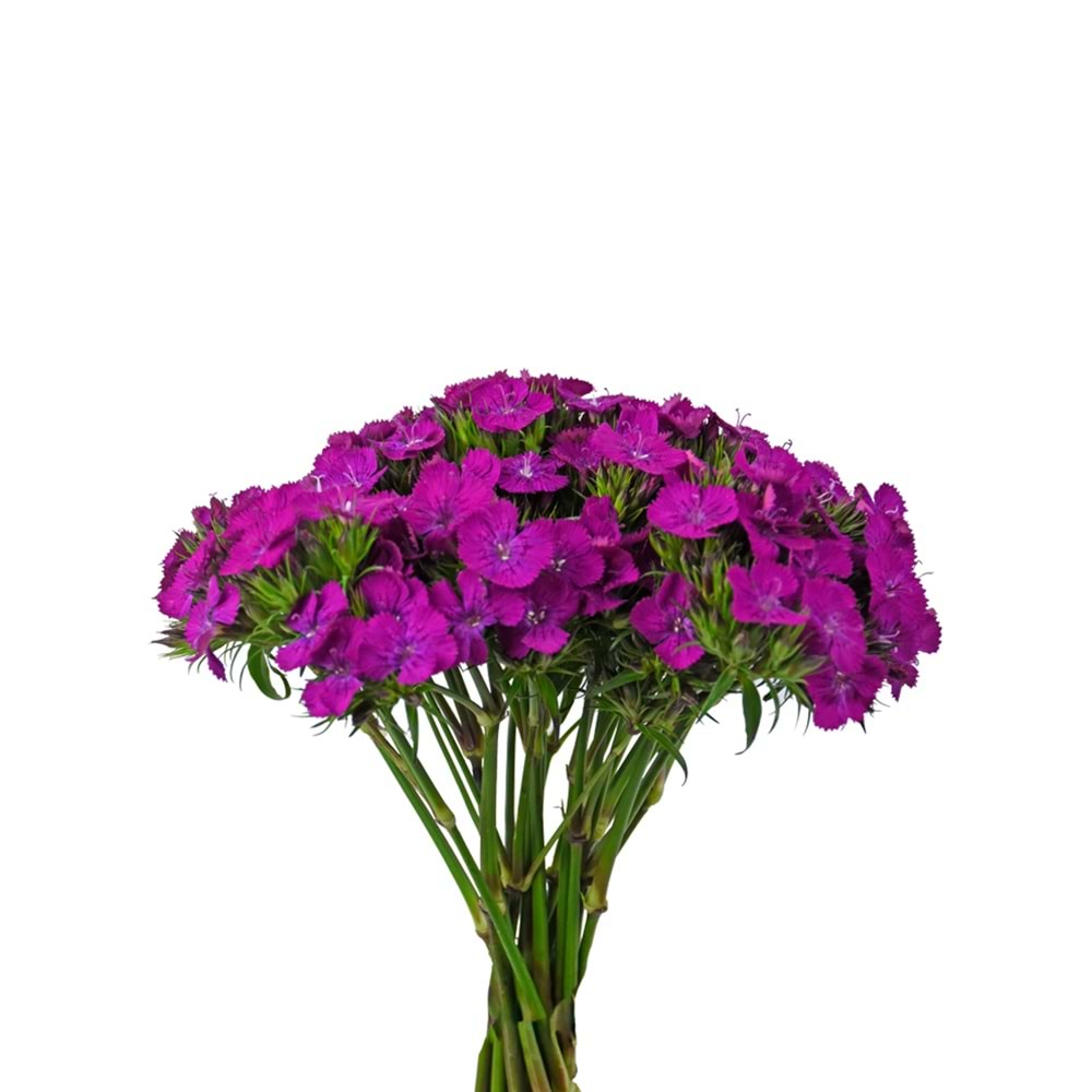 Purple Sweetwilliams