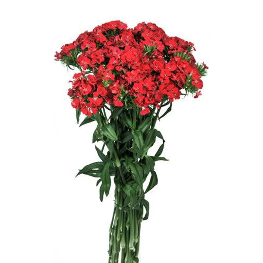 Red Sweetwilliams