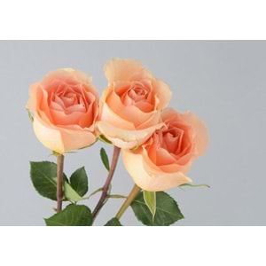 Salmon Roses