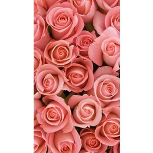 Salmon Roses