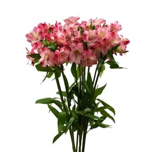 Pink Alstomeria
