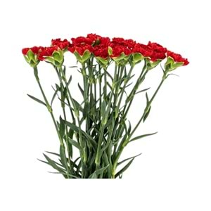 Red Carnations
