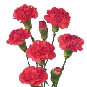 Red Carnations