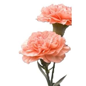Salmon Carnations