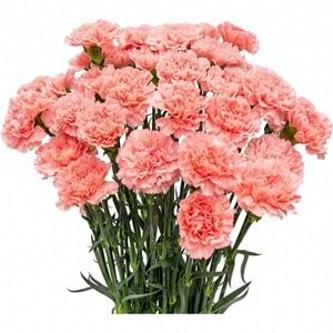 Salmon Carnations
