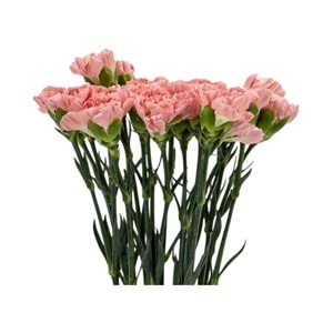 Salmon Carnations