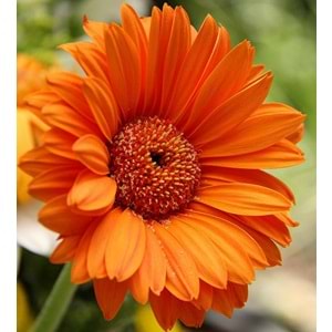 Orange Gerbera