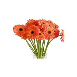 Orange Gerbera