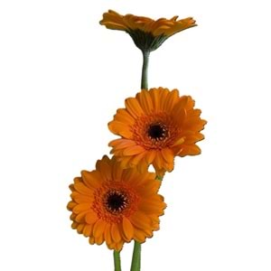 Orange Gerbera