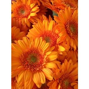 Orange Gerbera