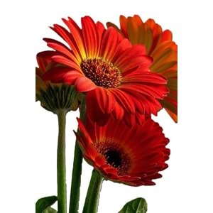 Red Gerbera
