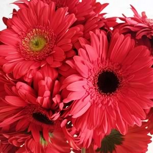 Red Gerbera