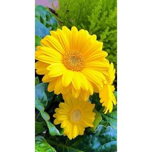 Yellow Gerbera
