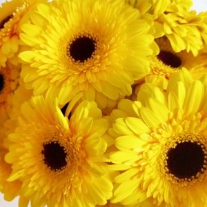 Yellow Gerbera