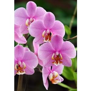 Pink Orchids