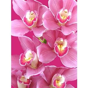 Pink Orchids