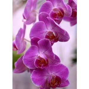 Purple Orchids