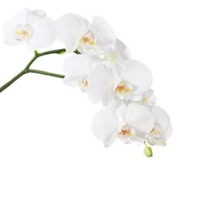 White Orchids