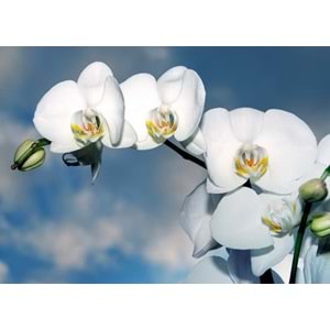 White Orchids