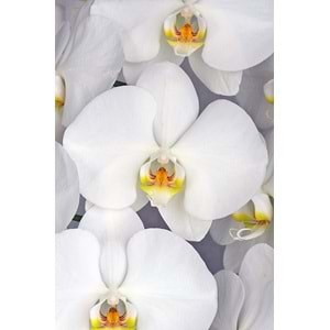 White Orchids