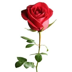 Red Roses