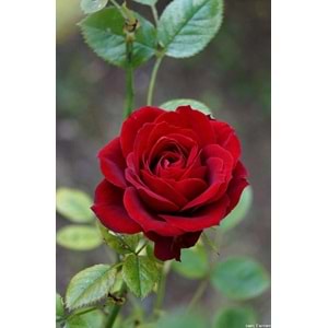 Red Roses