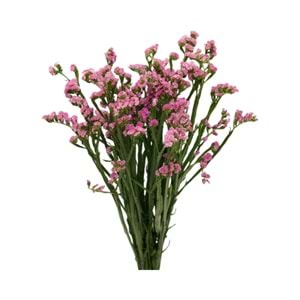 Pembe Statice