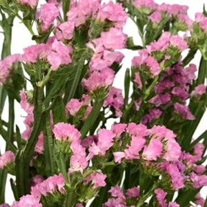 Pembe Statice