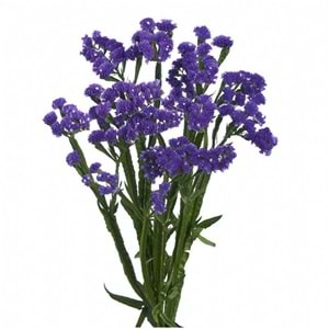 Purple Statice