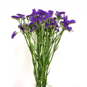 Purple Statice